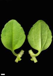 Veronica serpyllifolia subsp. serpyllifolia. Leaf surfaces, adaxial (left) and abaxial (right). Scale = 1 mm.
 Image: P.J. Garnock-Jones © P.J. Garnock-Jones CC-BY-NC 3.0 NZ